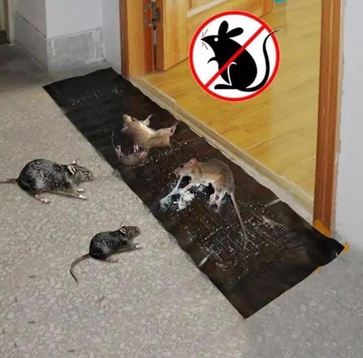 Afraz Powerful Rat Glue Strip Mat – Heavy Duty Sticky Mouse & Rodent Trap for Home & Warehouse Protection